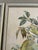 1950s Collection of 4 Parakeet / Budgies Framed Prints by Artist E. Serton For Sale - Image 5 of 9