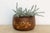 A hibachi like this one used to hold fire, not ferns. Carved from a single section of keyaki, the dense, tightly grained...