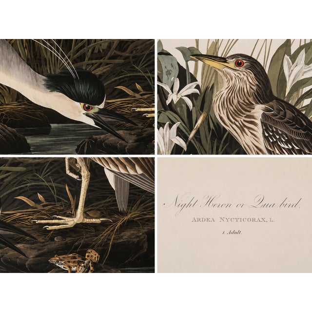 John James Audubon 1980s The Abbeville Press Edition of the Night Heron (Plate 236) From the Birds of America by John James Audubon For Sale - Image 4 of 4