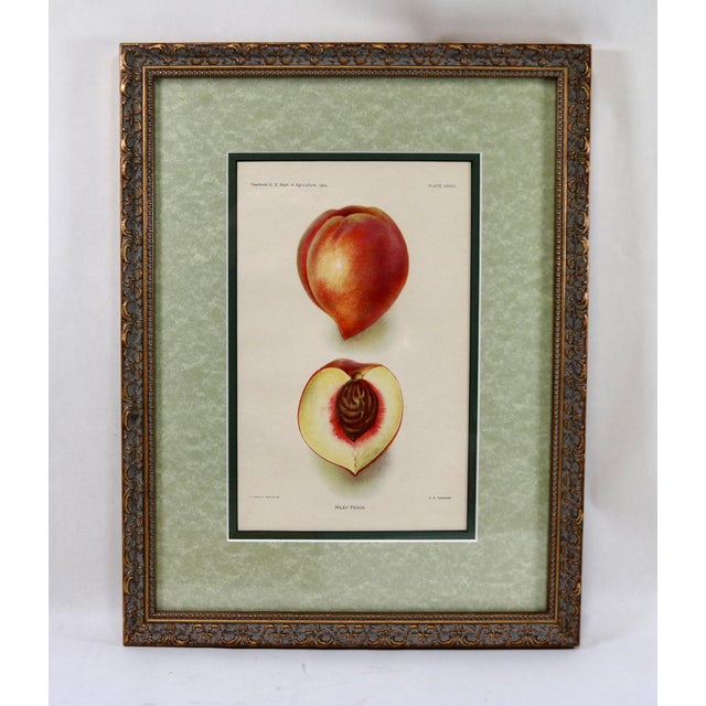 Antique Department of Agriculture Framed Botanical Apple and Peach Lithographs-Set of 3 For Sale - Image 4 of 10