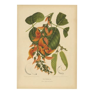 Berthe Hoola van Nooten, Flame of the Forest, 1880, Chromolithograph For Sale