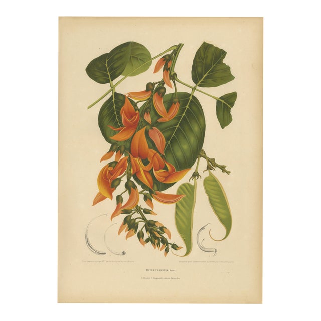 Berthe Hoola van Nooten, Flame of the Forest, 1880, Chromolithograph For Sale