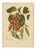 Berthe Hoola van Nooten, Flame of the Forest, 1880, Chromolithograph For Sale
