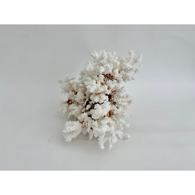Exceptional Natural Brown Stem Coral Specimen For Sale In Los Angeles - Image 6 of 11