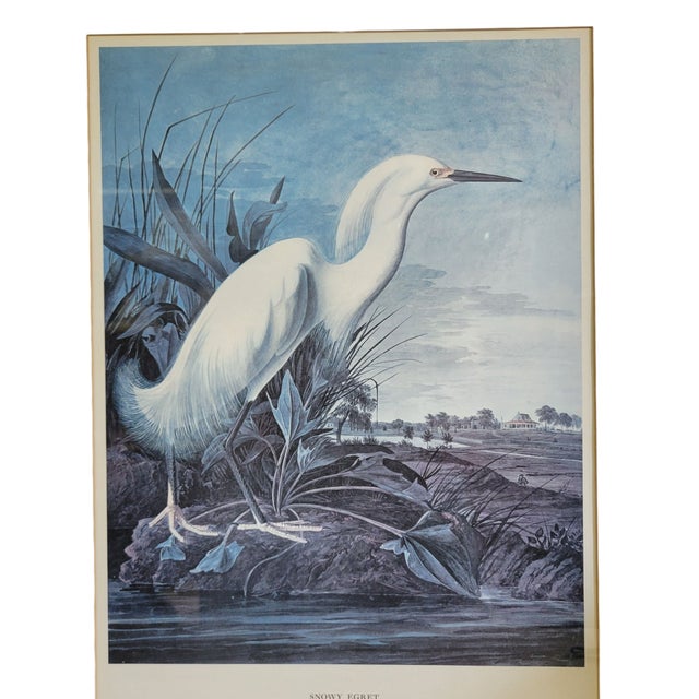 John James Audubon Mid 20th Century After John James Audubon Vintage Print White Egret Antique Walnut Frame For Sale - Image 4 of 9