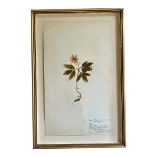 Vintage Swedish Herbarium, Ranunculaceae Buttercup, Circa 1938 For Sale