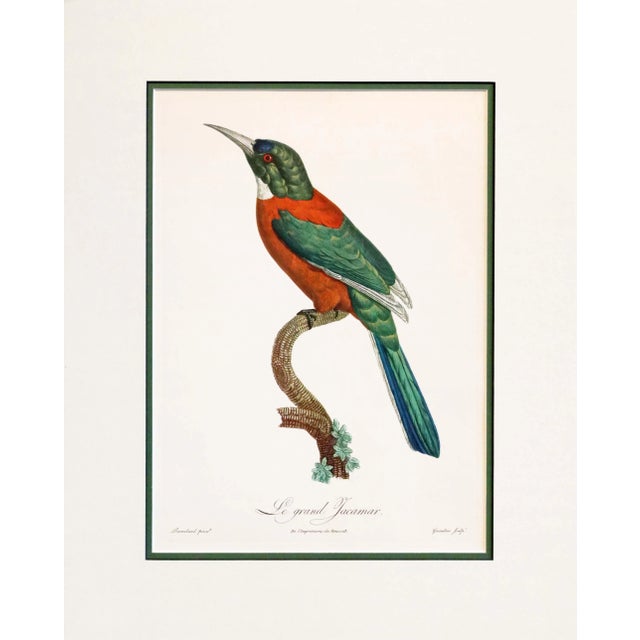 1960s French Bird Print, Jacques Barraband, the Great Jacamar (Le Grand Jacamar) For Sale