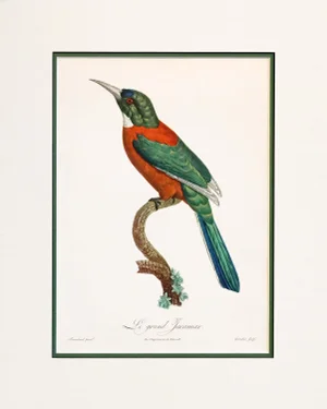 1960s French Bird Print, Jacques Barraband, the Great Jacamar (Le Grand Jacamar)
