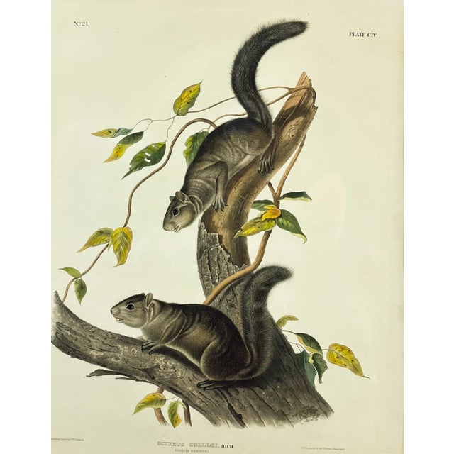 Cream Antique Original 19th C. John James Audubon Imperial Folio Hand-Colored Print - "Collie's Squirrel" (Plate 104) For Sale - Image 8 of 8