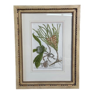 Johann Wilhelm Weinmann Original Hand-Coloured Botanical Mezzotint From Phytanthoza Iconographia (1683-1741), Circa 1740 For Sale