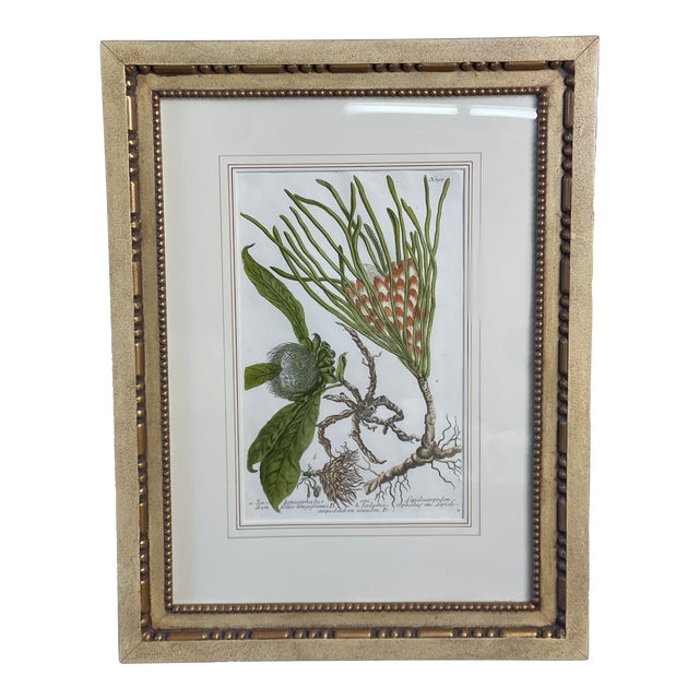 Johann Wilhelm Weinmann Original Hand-Coloured Botanical Mezzotint From Phytanthoza Iconographia (1683-1741), Circa 1740 For Sale