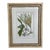 Johann Wilhelm Weinmann Original Hand-Coloured Botanical Mezzotint From Phytanthoza Iconographia (1683-1741), Circa 1740 For Sale