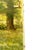 French Antique 19th-Century French Impressionist Landscape Oil Painting Sunlit Forest For Sale - Image 3 of 18