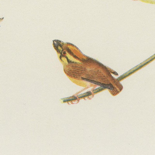 1940s After Descourtilz, Hummingbirds, 1944, Print For Sale - Image 5 of 12
