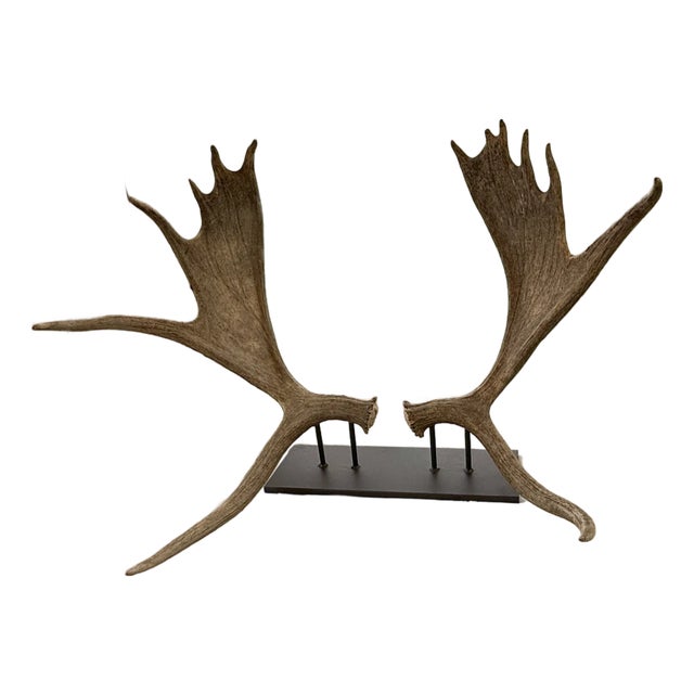 Large Double Mounted Moose Paddle/Antler For Sale