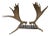 Large Double Mounted Moose Paddle/Antler For Sale