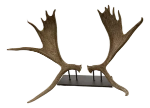 Large Double Mounted Moose Paddle/Antler