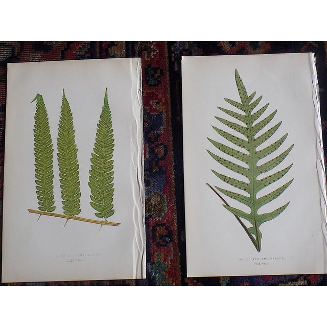 Printmaking Materials Antique 19th Century Botanical Fern Wood Engravings - Set of 12 For Sale - Image 7 of 9