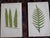 Printmaking Materials Antique 19th Century Botanical Fern Wood Engravings - Set of 12 For Sale - Image 7 of 9