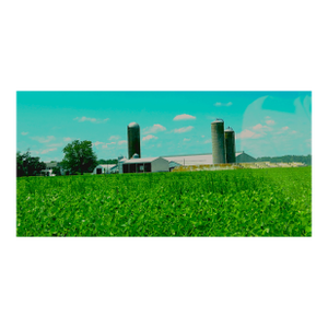 Eastern Shore Farm, Contemporary Photograph