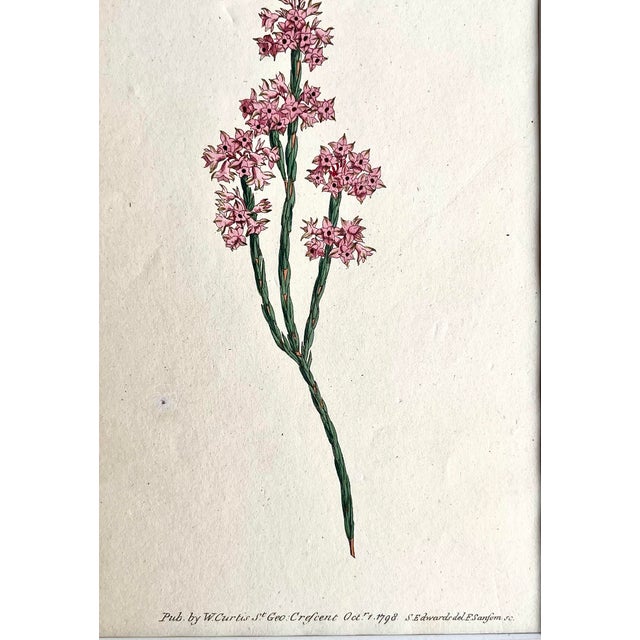 Antique Original Hand Colored Curtis Floral 1798 Pink Flowers Botanical Etching For Sale - Image 4 of 4