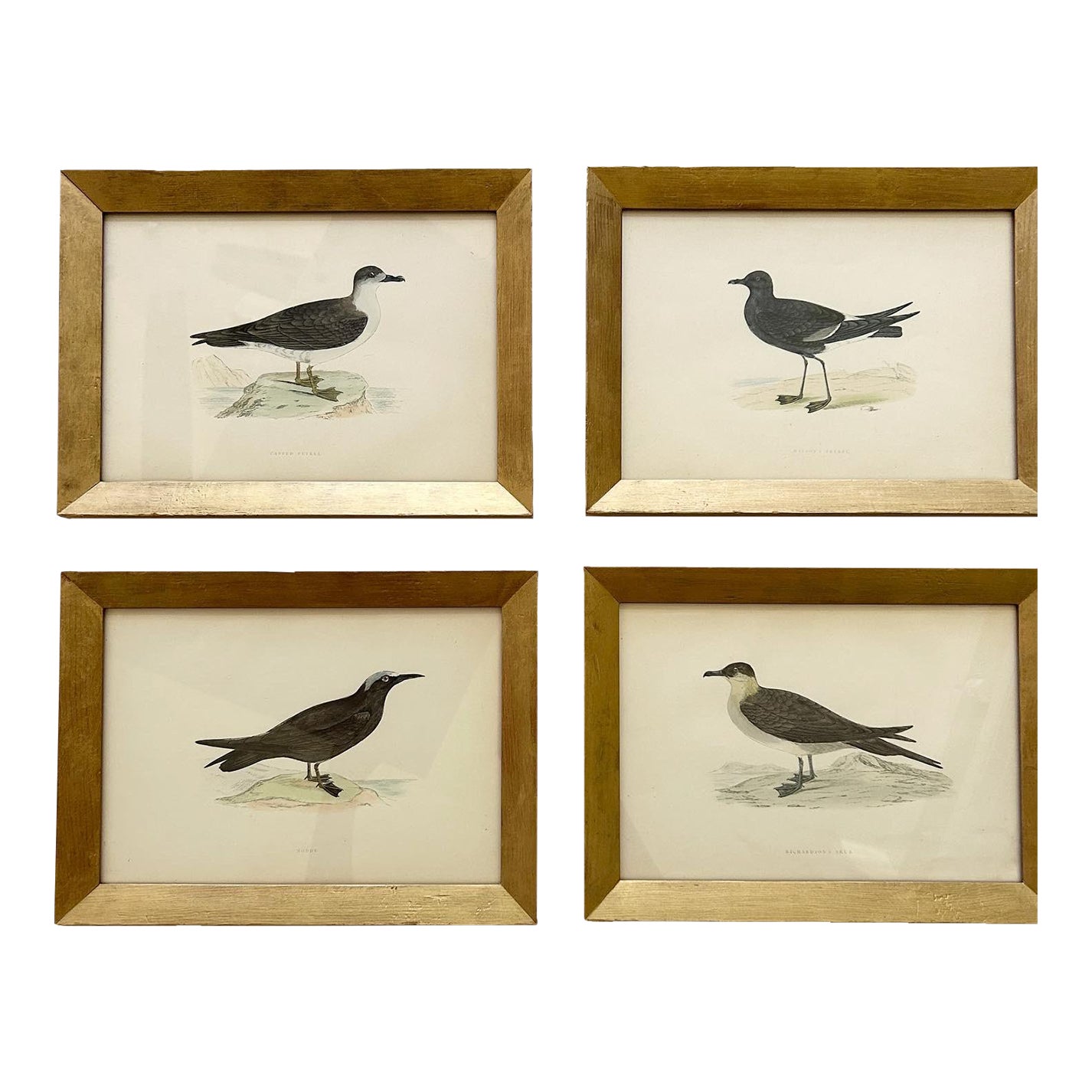 Set of 4 Late 19th Century Framed Bird Engravings | Chairish