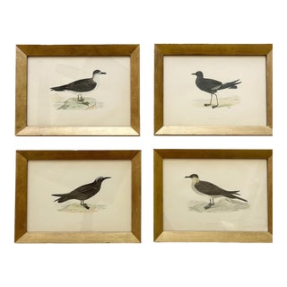 Set of 4 Late 19th Century Framed Bird Engravings For Sale