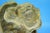 Terracotta Informal Biomorphic Anthropomorphic Sculpture attributed to Albisola, 1920s For Sale - Image 16 of 18