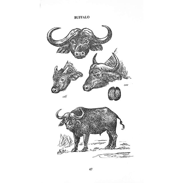 White "The Game Animals of Southern Africa" 1963 Maberly C. T. Astley For Sale - Image 8 of 10