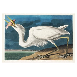 Great White Heron, Vintage Art Print Reproduction From Birds of America by John James Audubon, 60" X 40" For Sale