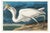 Great White Heron, Vintage Art Print Reproduction From Birds of America by John James Audubon, 60" X 40" For Sale