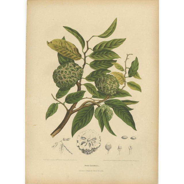 Hoola van Nooten, Sugar Apple Botanical, 1880, Chromolithograph For Sale - Image 9 of 9