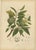 Hoola van Nooten, Sugar Apple Botanical, 1880, Chromolithograph For Sale - Image 9 of 9