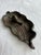 Metal Vintage Cast Iron Leaf With a Snail Catchall For Sale - Image 7 of 8