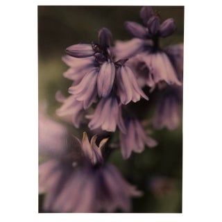 Floral Botanical Color Photo by Garo For Sale