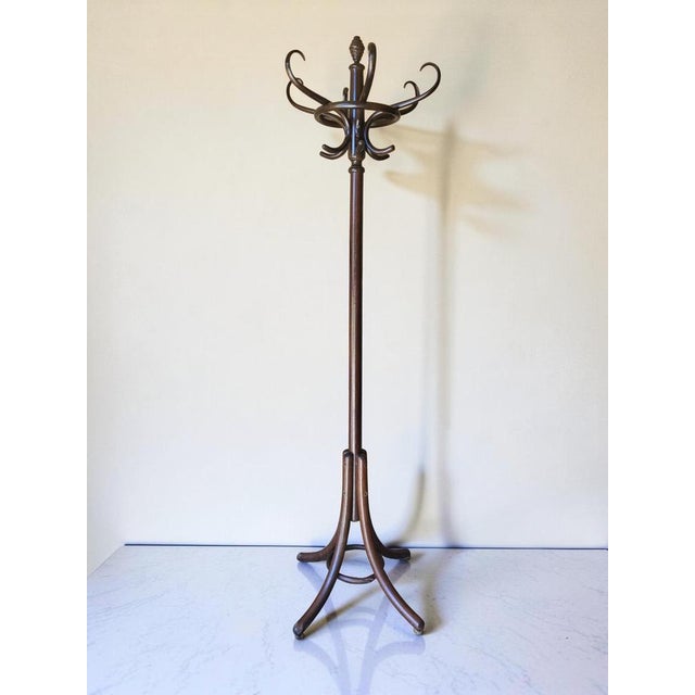 Parrot coat rack in bentwood by Mickael Thonet, circa 1950s Height 194 cm Diameter 53 cm Floor dimensions 45 cm x 46 cm...