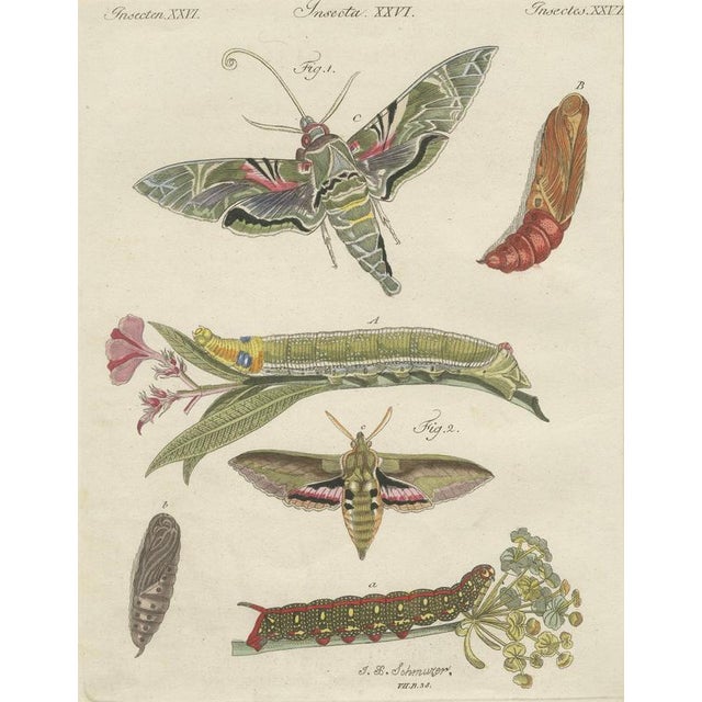 Bertuch, Hawk Moth Life Cycle, 1810, Engravings, Set of 2 For Sale - Image 9 of 14