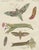 Bertuch, Hawk Moth Life Cycle, 1810, Engravings, Set of 2 For Sale - Image 9 of 14