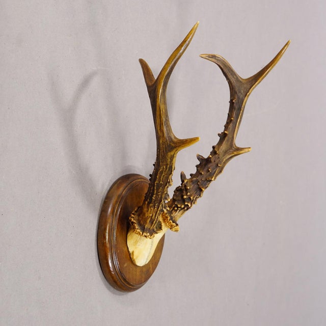 Antique Sika Deer Antler Trophy on Carved Plaque, Germany 1930s Item e8313 A fine 6-pointer sika deer (Cervus nippon)...