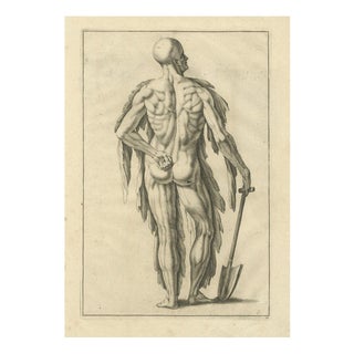 Anatomical Back Muscle Study with Shovel, 1745, Paper For Sale