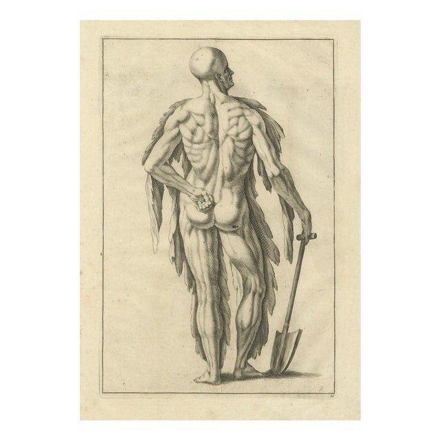 Anatomical Back Muscle Study with Shovel, 1745, Paper For Sale