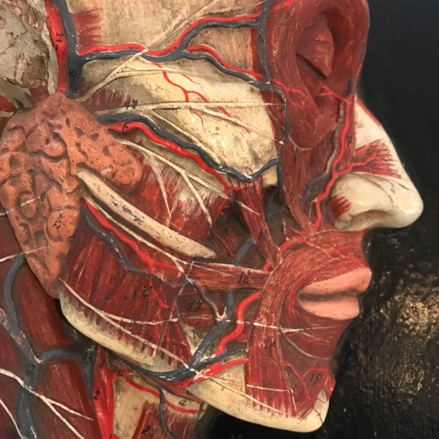 Early 20th Century Early 20th Century Anatomical Plaque by New York Scientific Supply Co. For Sale - Image 5 of 7
