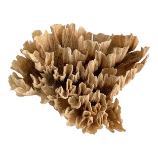 Natural Unbleached Poca Coral Specimen For Sale