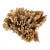 Natural Unbleached Poca Coral Specimen For Sale