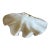 1950s Large 9 Pounds Genuine Ocean Giant Clam Shell Real Tridacna Gigas 16.5 Inch by 11” For Sale