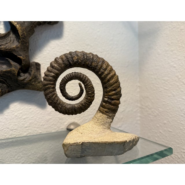 15th Century Large Spiral Ammonite Fossil Ram Horn Style Display Specimen on Matrix For Sale - Image 9 of 9