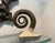 15th Century Large Spiral Ammonite Fossil Ram Horn Style Display Specimen on Matrix For Sale - Image 9 of 9