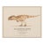 Atelier Aria Lumae Kai Hanna Van Wouden Giganotosaurus Carolinii Original Scientific Watercolor Fine Art Cotton Rag Gallery Board Print 20 X 16 For Sale