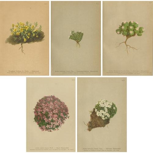 Alpine Botanical Plates of Aretia & Douglasia, 1897, Set of 5 For Sale - Image 9 of 9