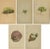 Alpine Botanical Plates of Aretia & Douglasia, 1897, Set of 5 For Sale - Image 9 of 9